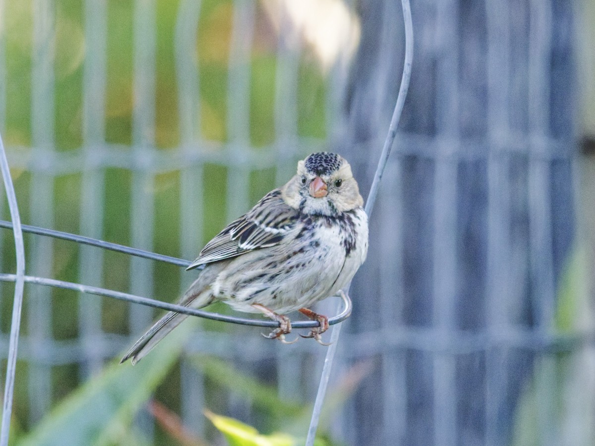 Лесная зонотрихия - ML646957824