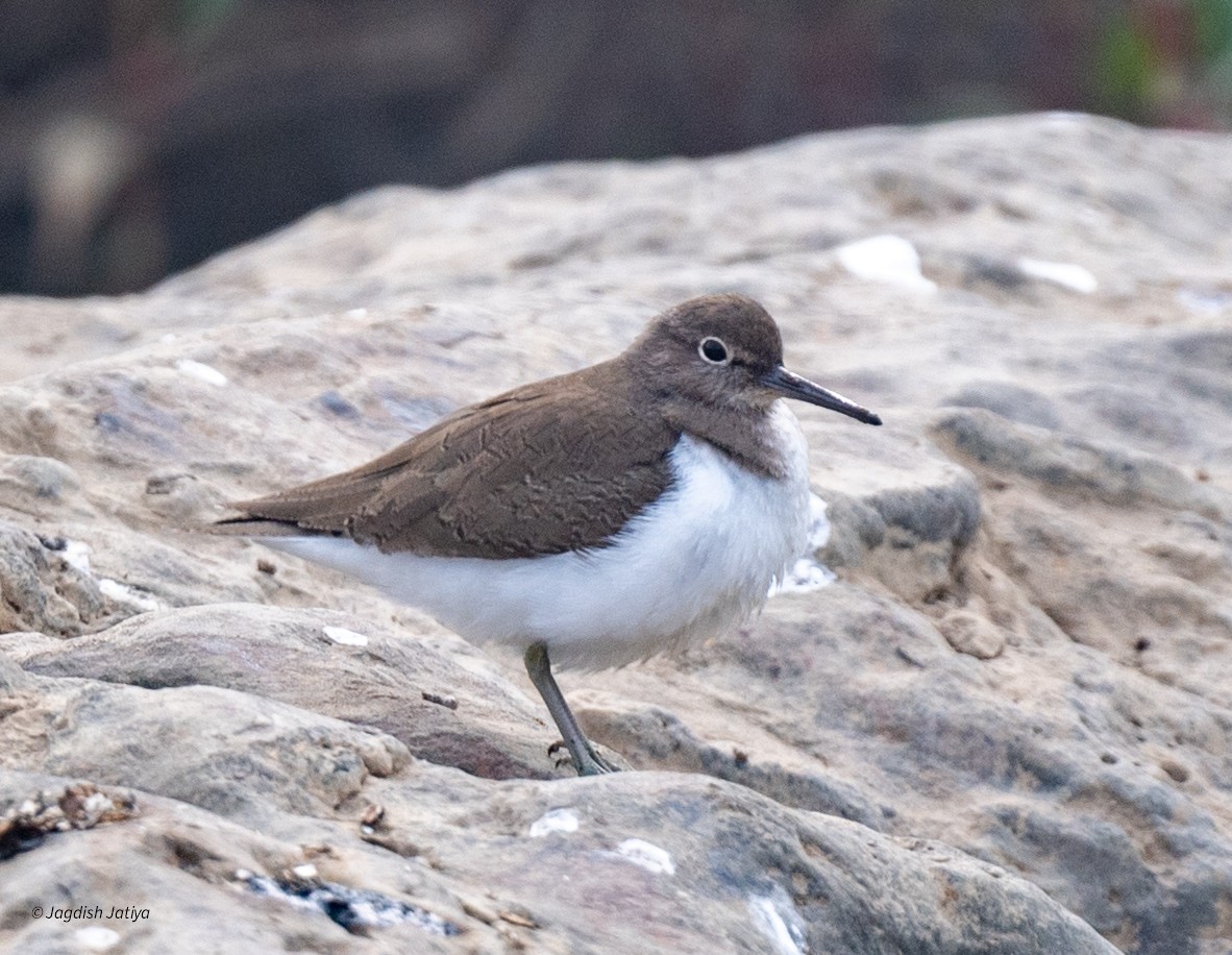 Перевозчик - ML646957825