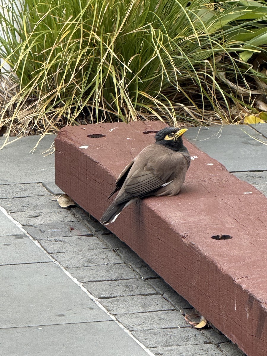 Common Myna - ML646957826