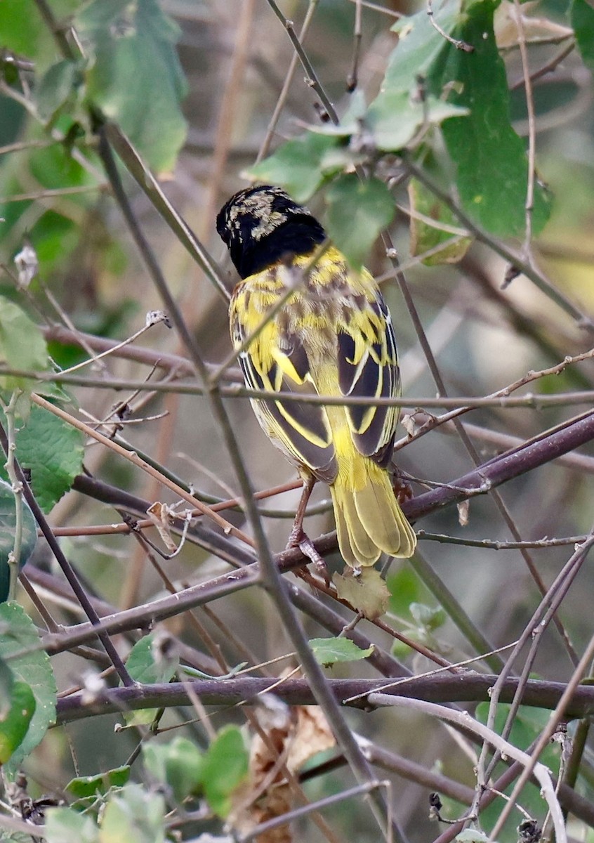 Tejedor de Jackson - ML646957827