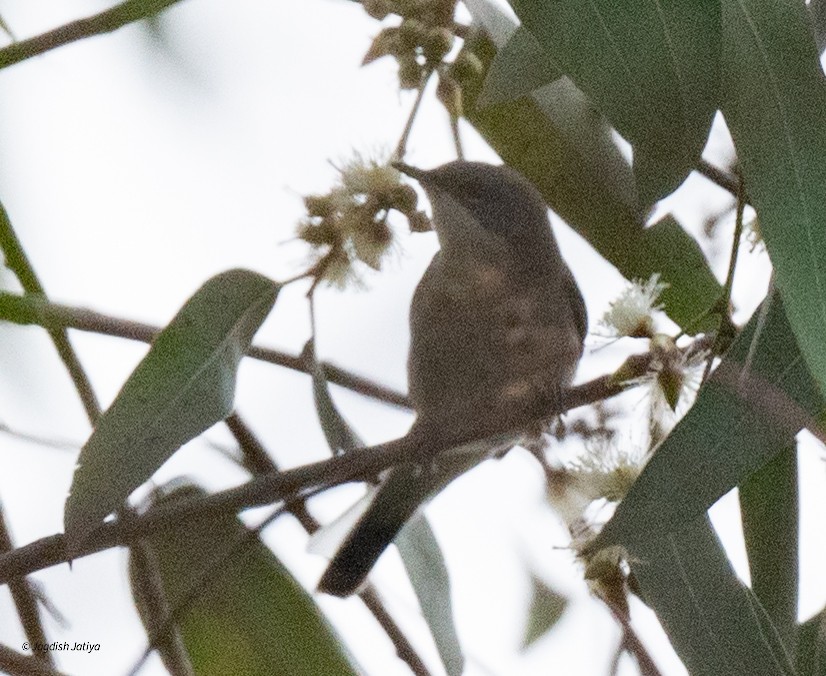 Славка-завирушка - ML646957830