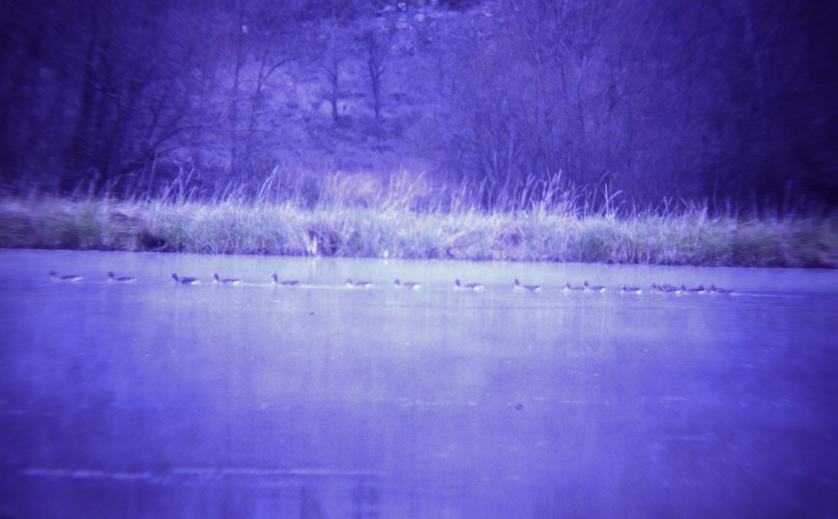 Серый гусь - ML646957831