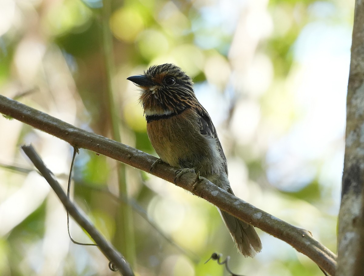 Гривистая пуховка - ML646957832