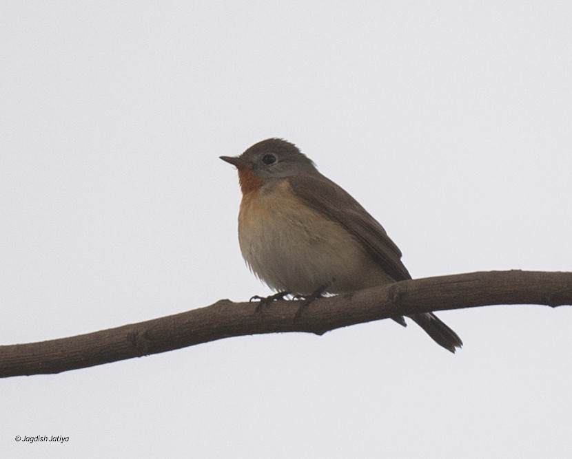 Восточная малая мухоловка - ML646957833