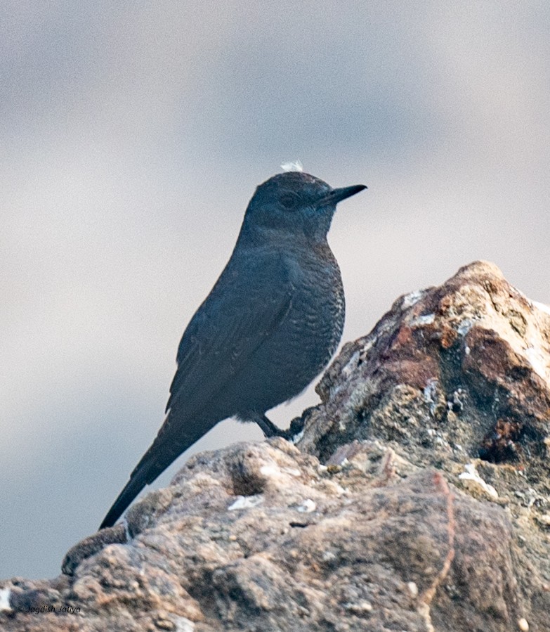 Синий каменный дрозд - ML646957834