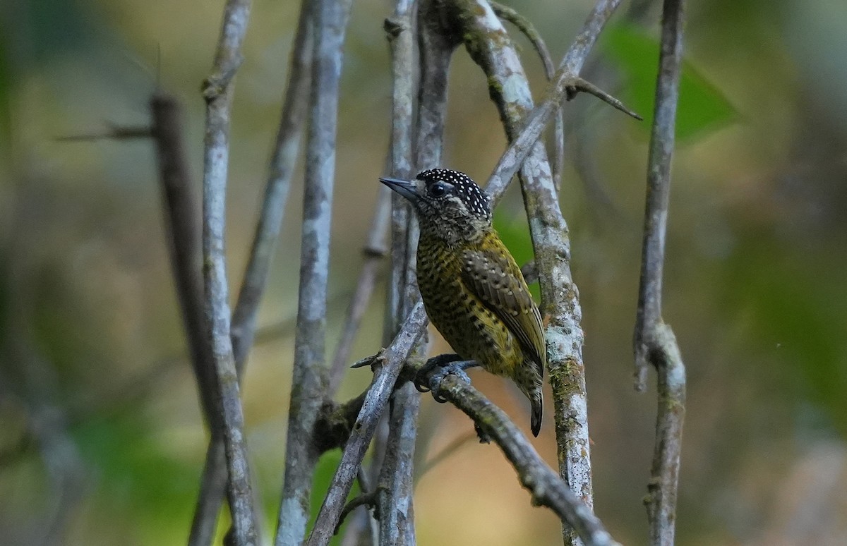 Малый дятелок (exilis) - ML646957836