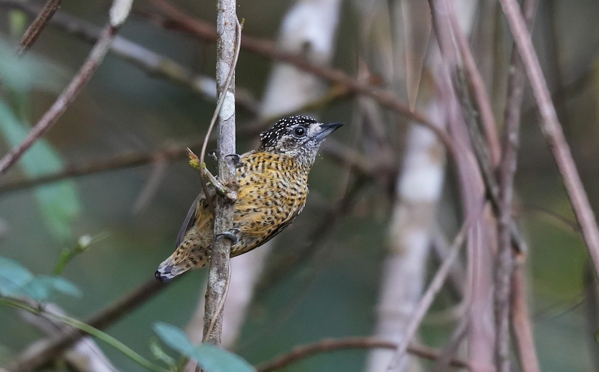 Малый дятелок (exilis) - ML646957837