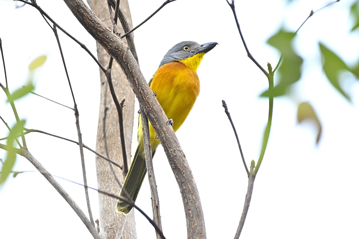 Gray-headed Bushshrike - ML646957838