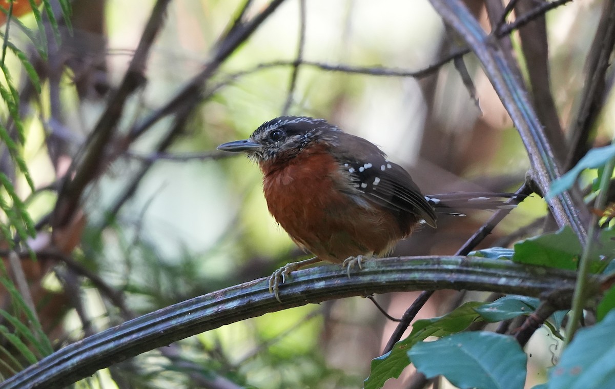 Рыжая муравьянка - ML646957840