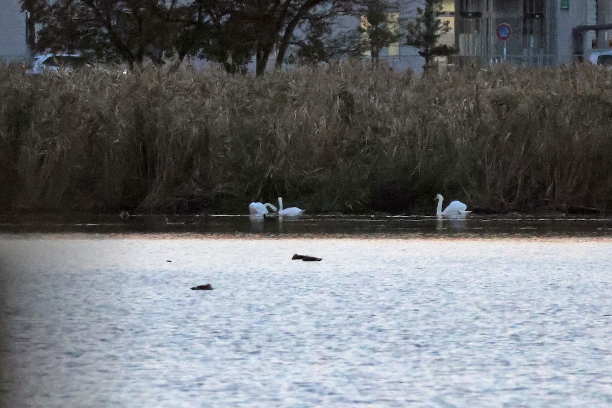 Tundra Swan - ML646957841
