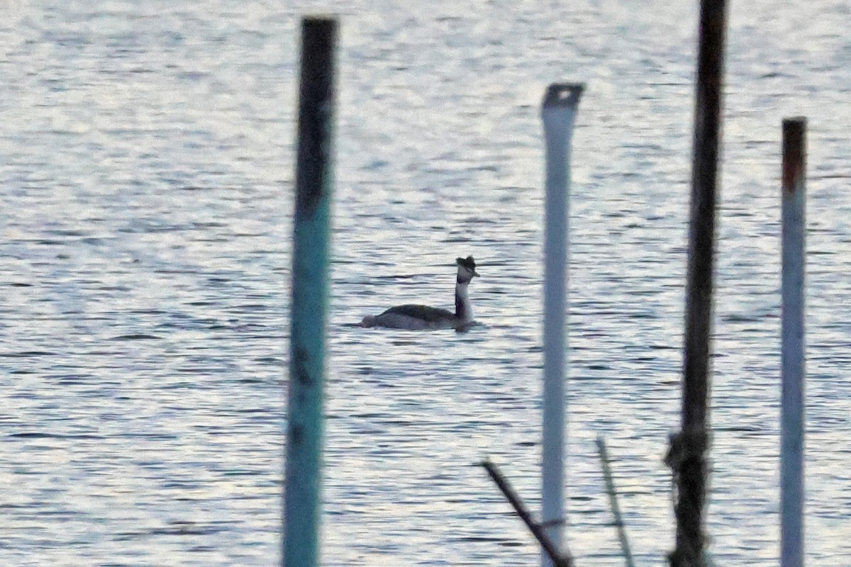 Great Crested Grebe - ML646957854