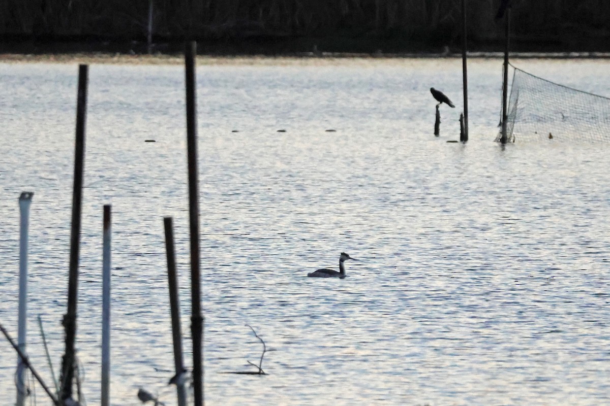 Great Crested Grebe - ML646957855