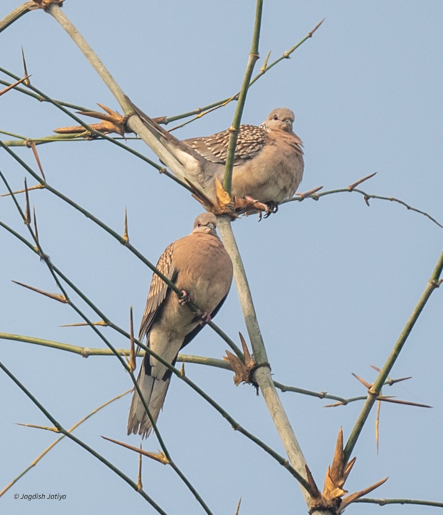 Китайская горлица - ML646957856