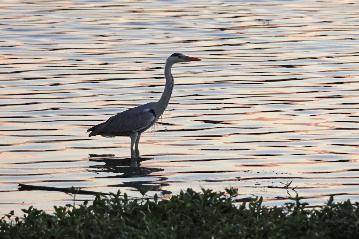 Airone cenerino - ML646957857