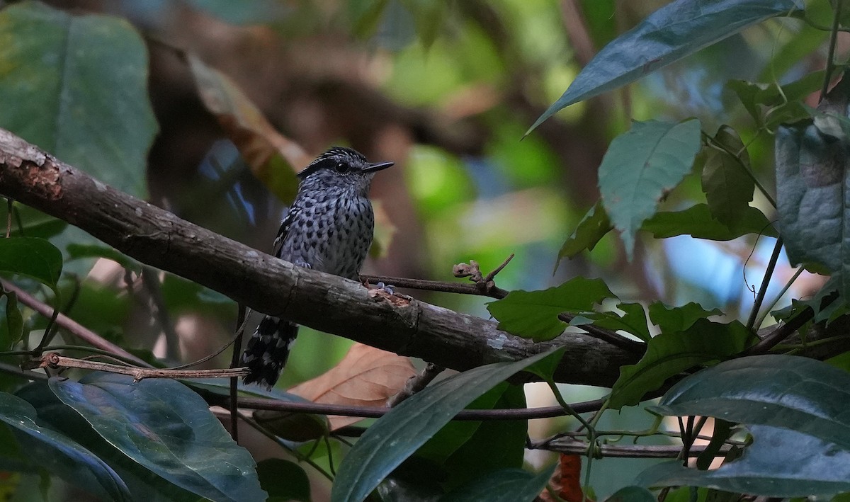 Чешуйчатая муравьянка - ML646957858