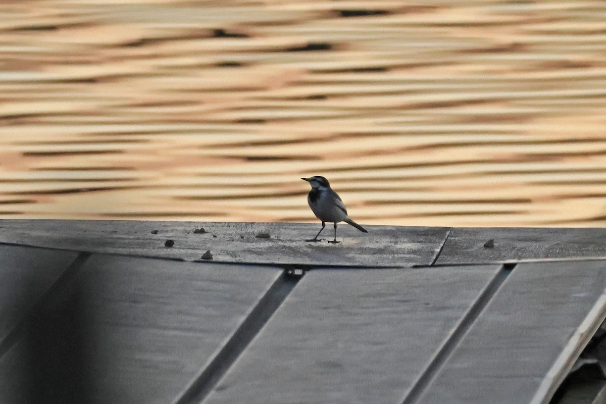 White Wagtail - ML646957859