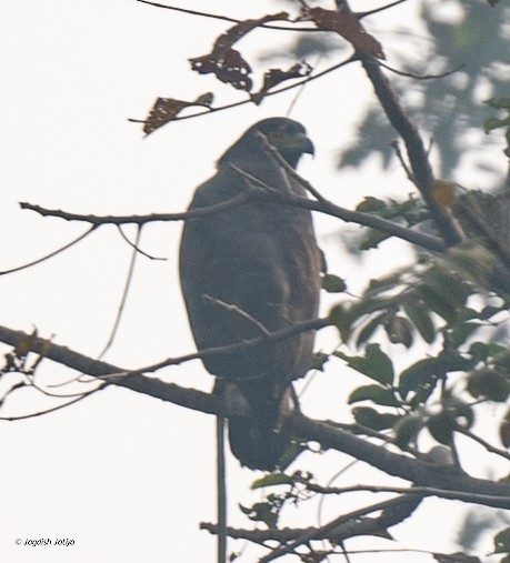 Хохлатый змееяд - ML646957860