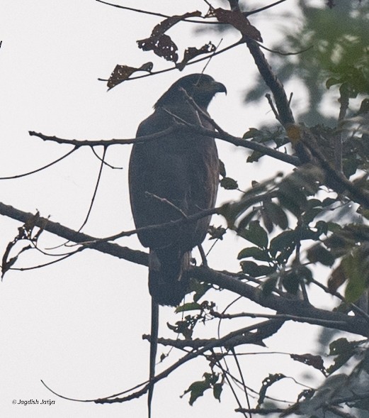 Хохлатый змееяд - ML646957861