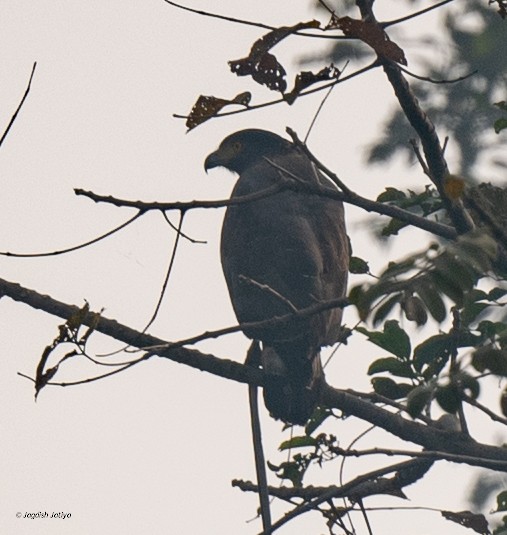 Хохлатый змееяд - ML646957862