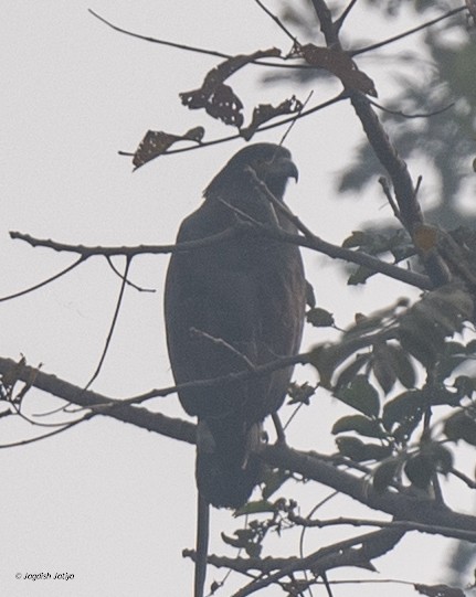 Хохлатый змееяд - ML646957863