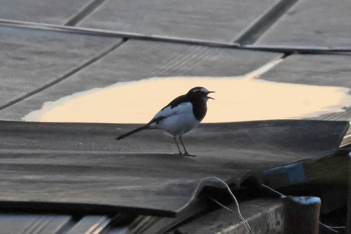 Japanese Wagtail - ML646957865