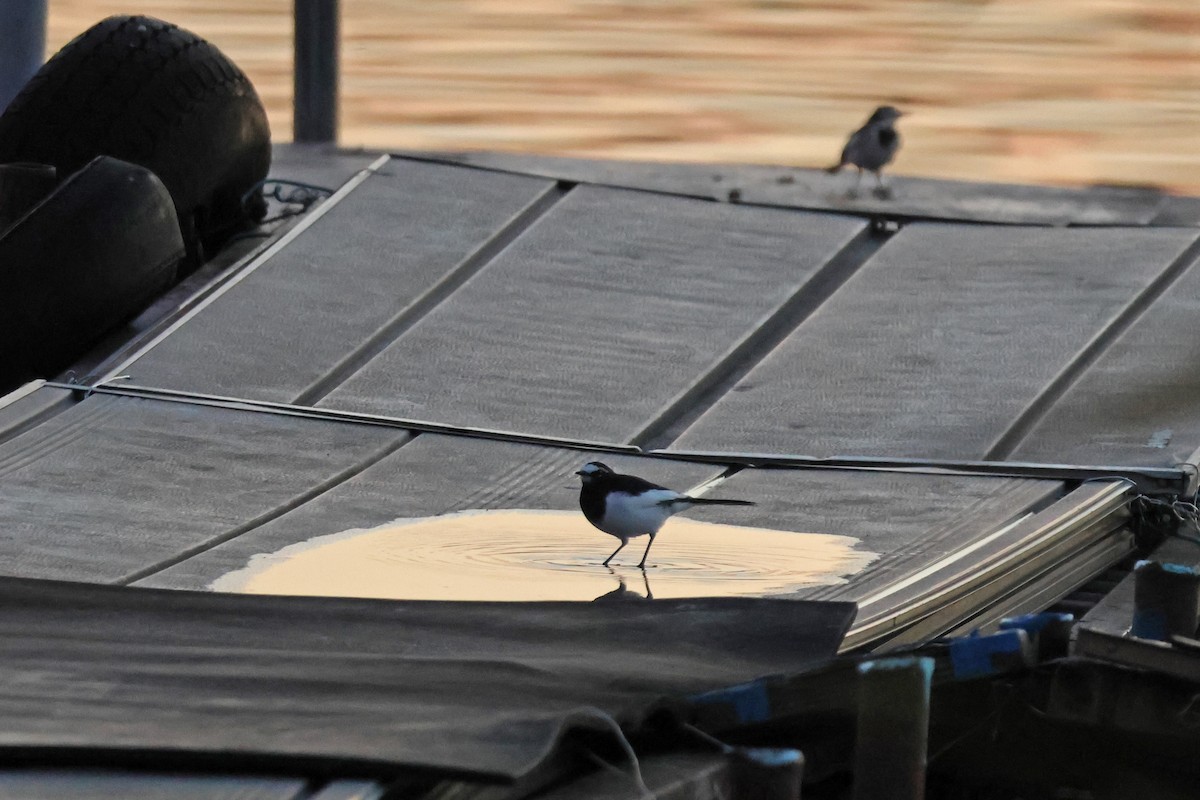 Japanese Wagtail - ML646957866