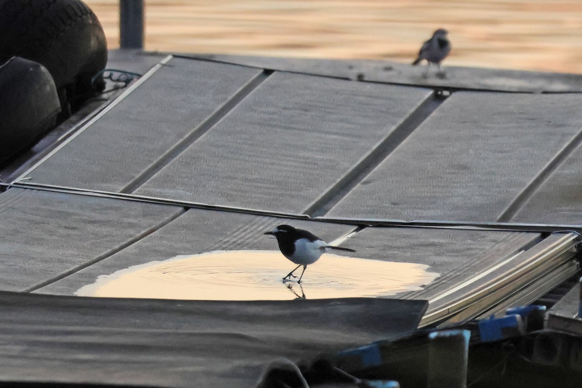 Japanese Wagtail - ML646957867