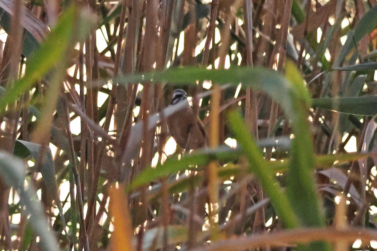 Meadow Bunting - ML646957869