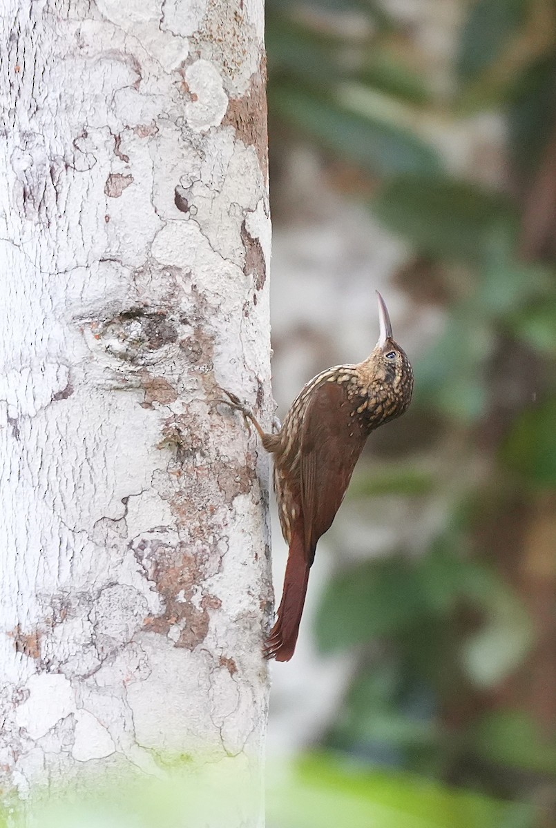 Малый древолаз - ML646957870