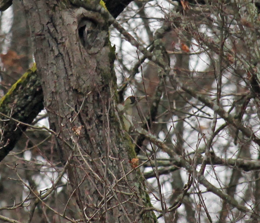 נקר ירוק - ML646957872