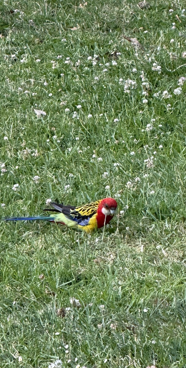Eastern Rosella - ML646957873