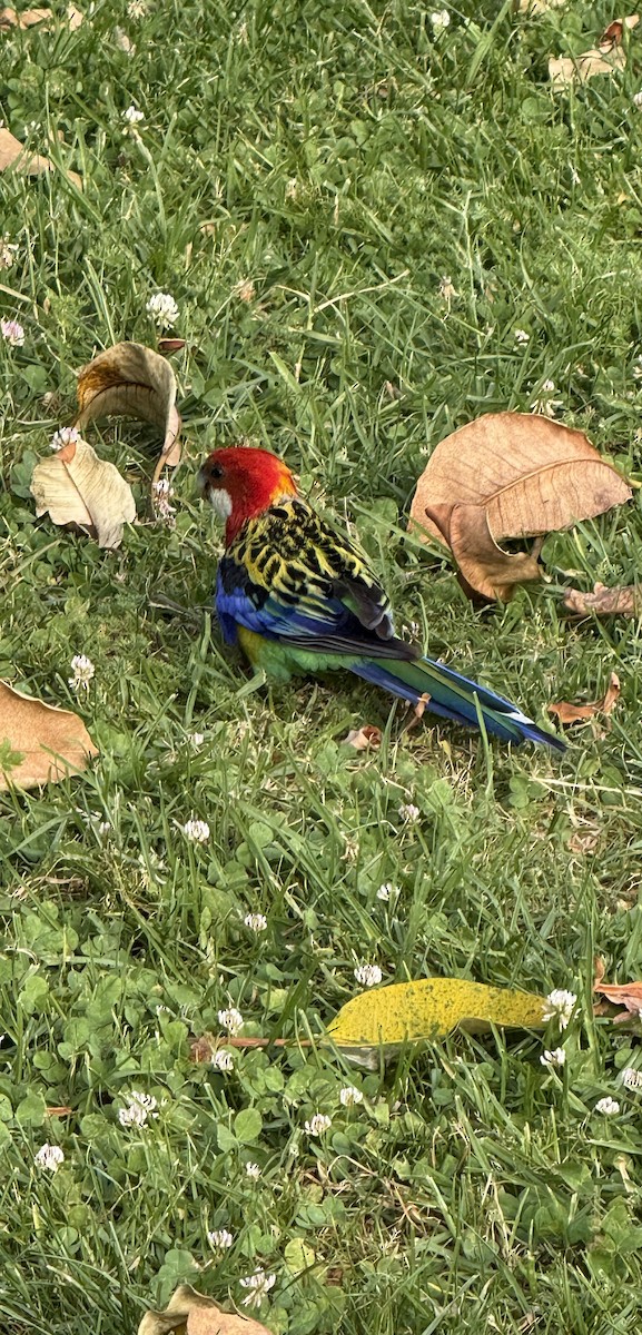 Eastern Rosella - ML646957874