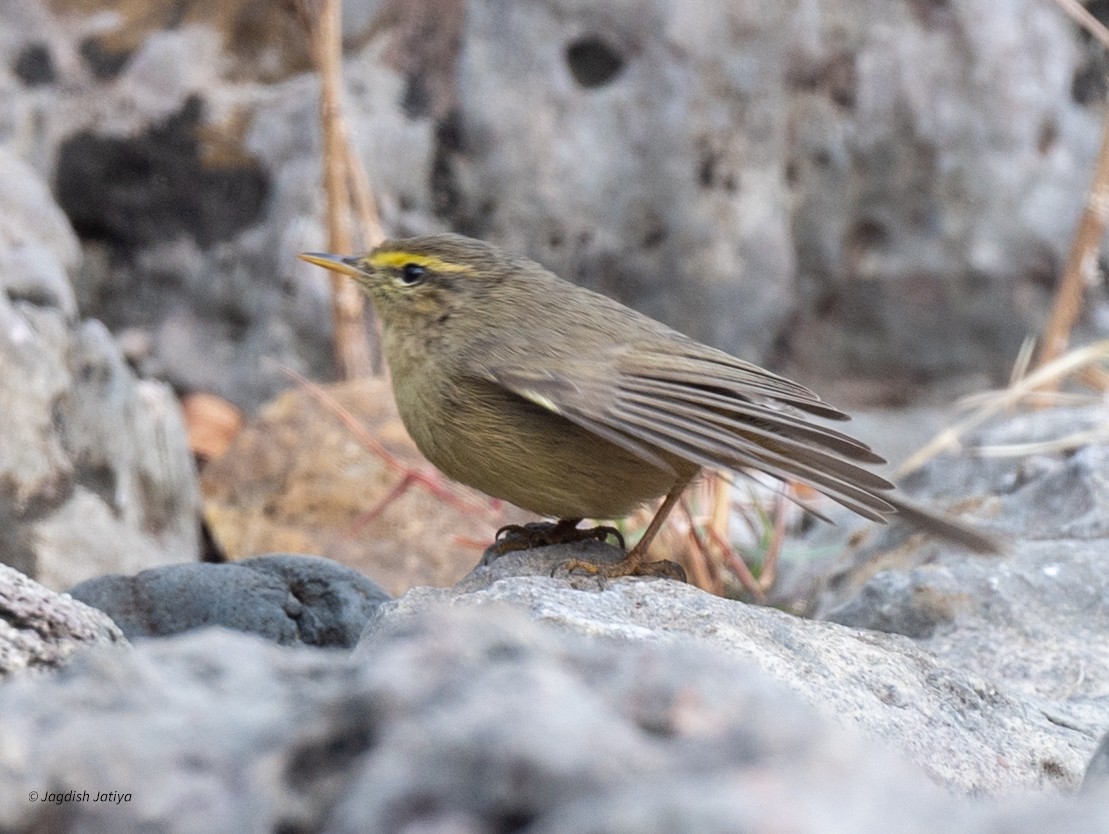 Индийская пеночка - ML646957875