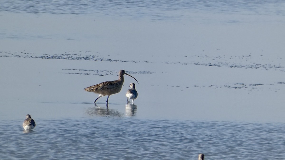 Кульон американський - ML646957876