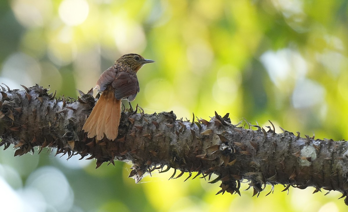 Пёстрая мягкохвостка - ML646957879