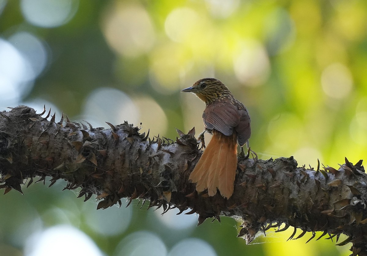 Пёстрая мягкохвостка - ML646957880