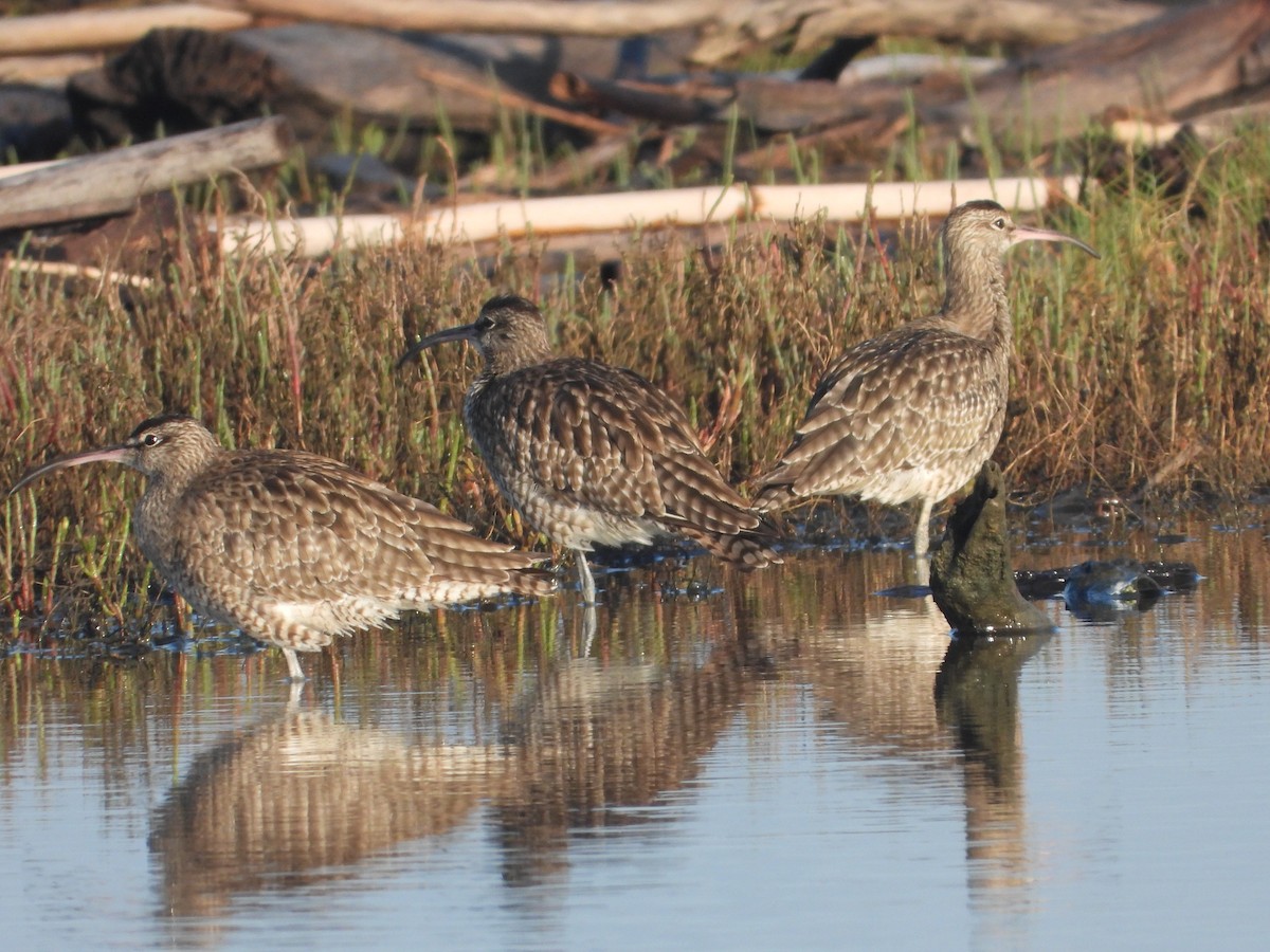 Far Eastern Curlew - ML646957882