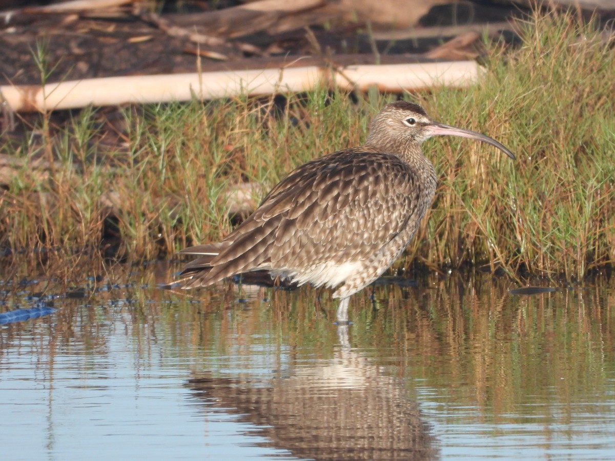 Far Eastern Curlew - ML646957883