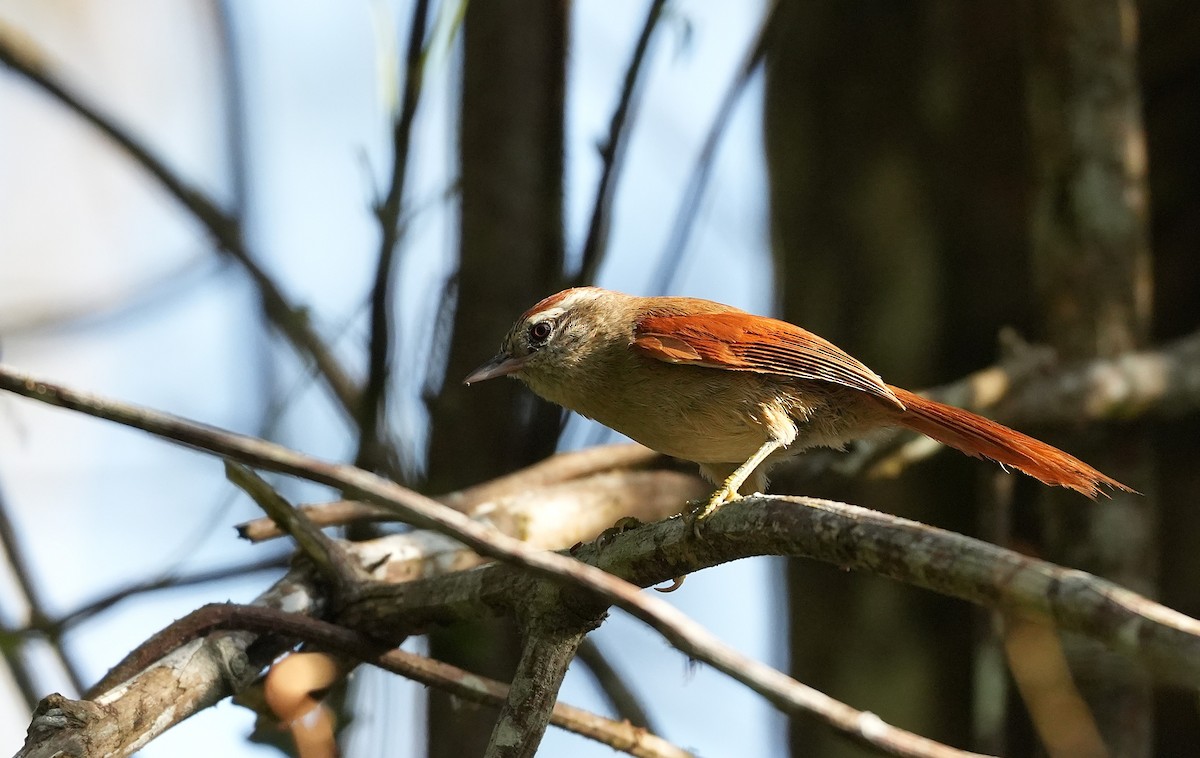 Pallid Spinetail - ML646957884