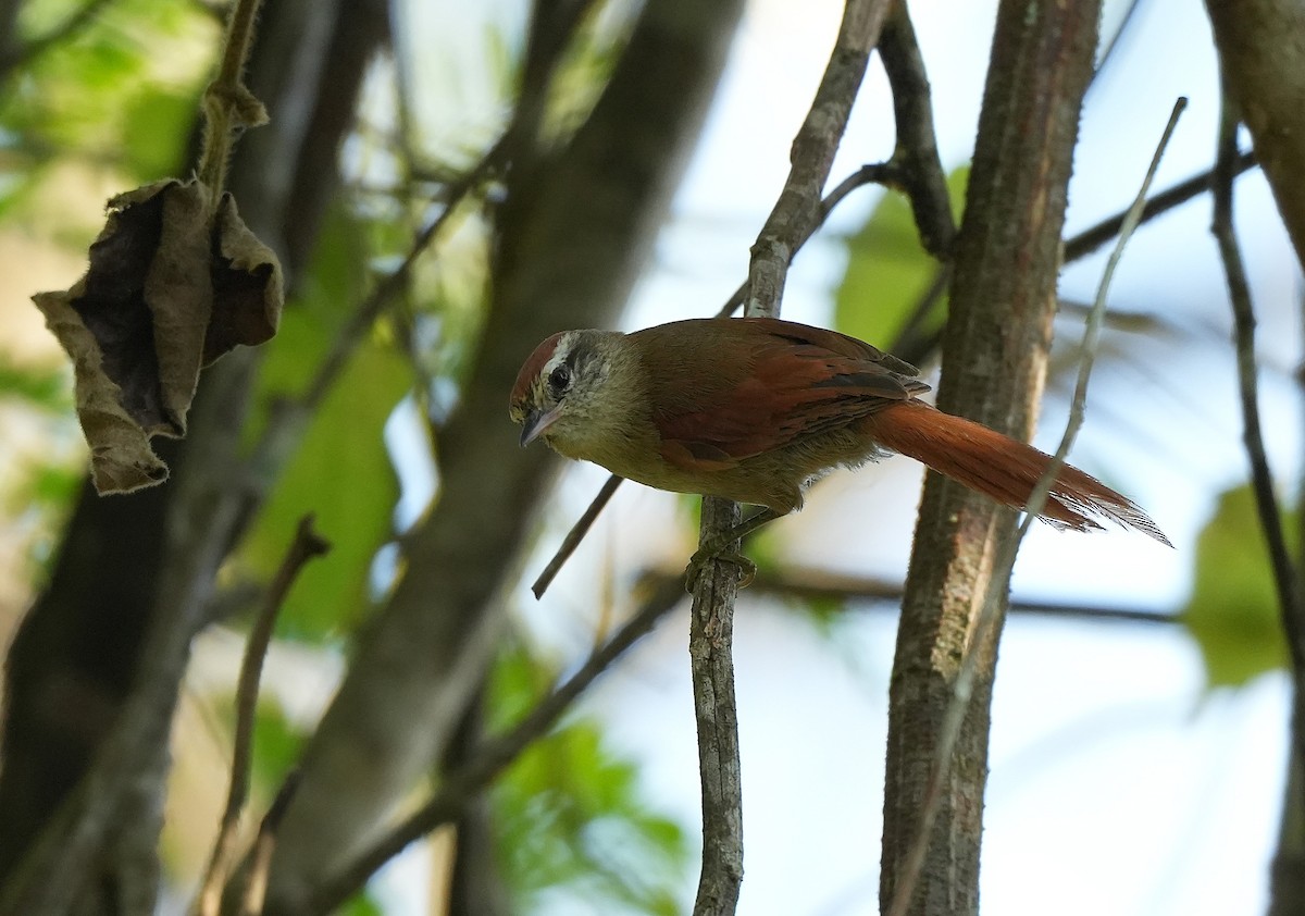Pallid Spinetail - ML646957885