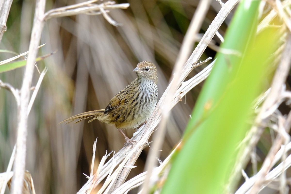 New Zealand Fernbird - ML646957886