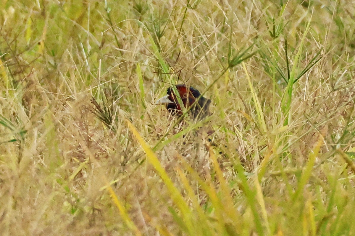 Fagiano verde - ML646957887