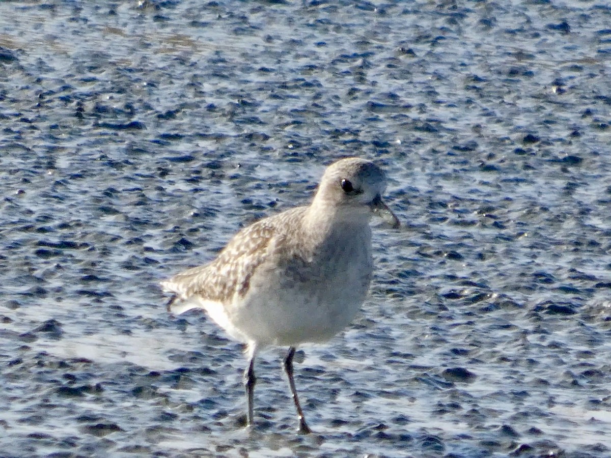 Pivieressa - ML646957888