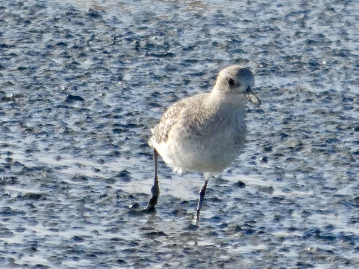 Pivieressa - ML646957889