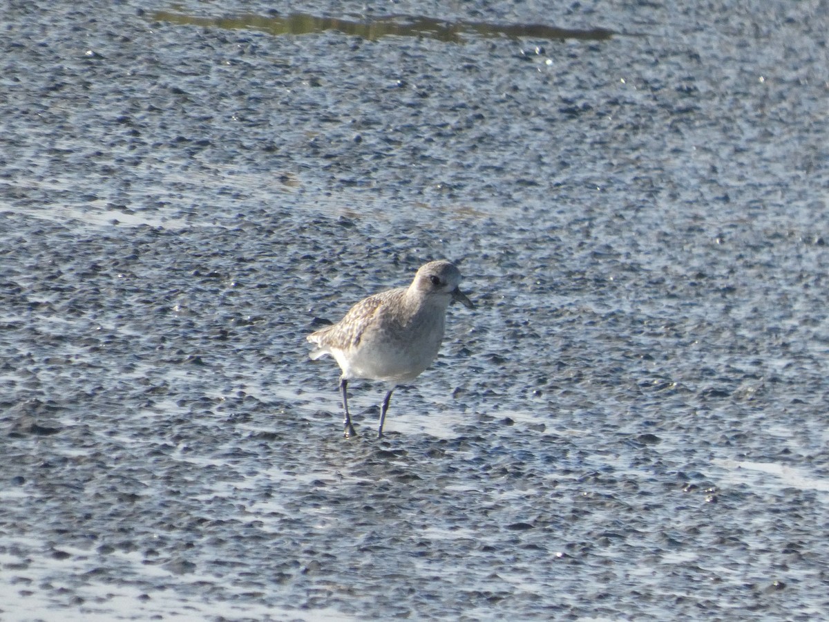 Pivieressa - ML646957890