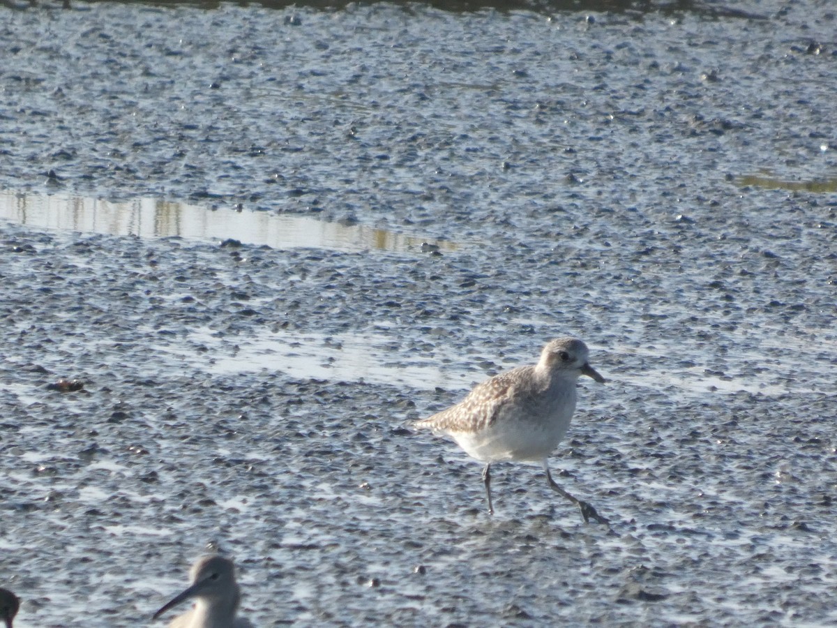 Pivieressa - ML646957891