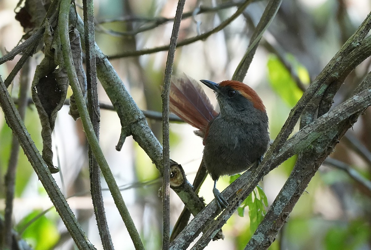 Bahia Spinetail - ML646957893