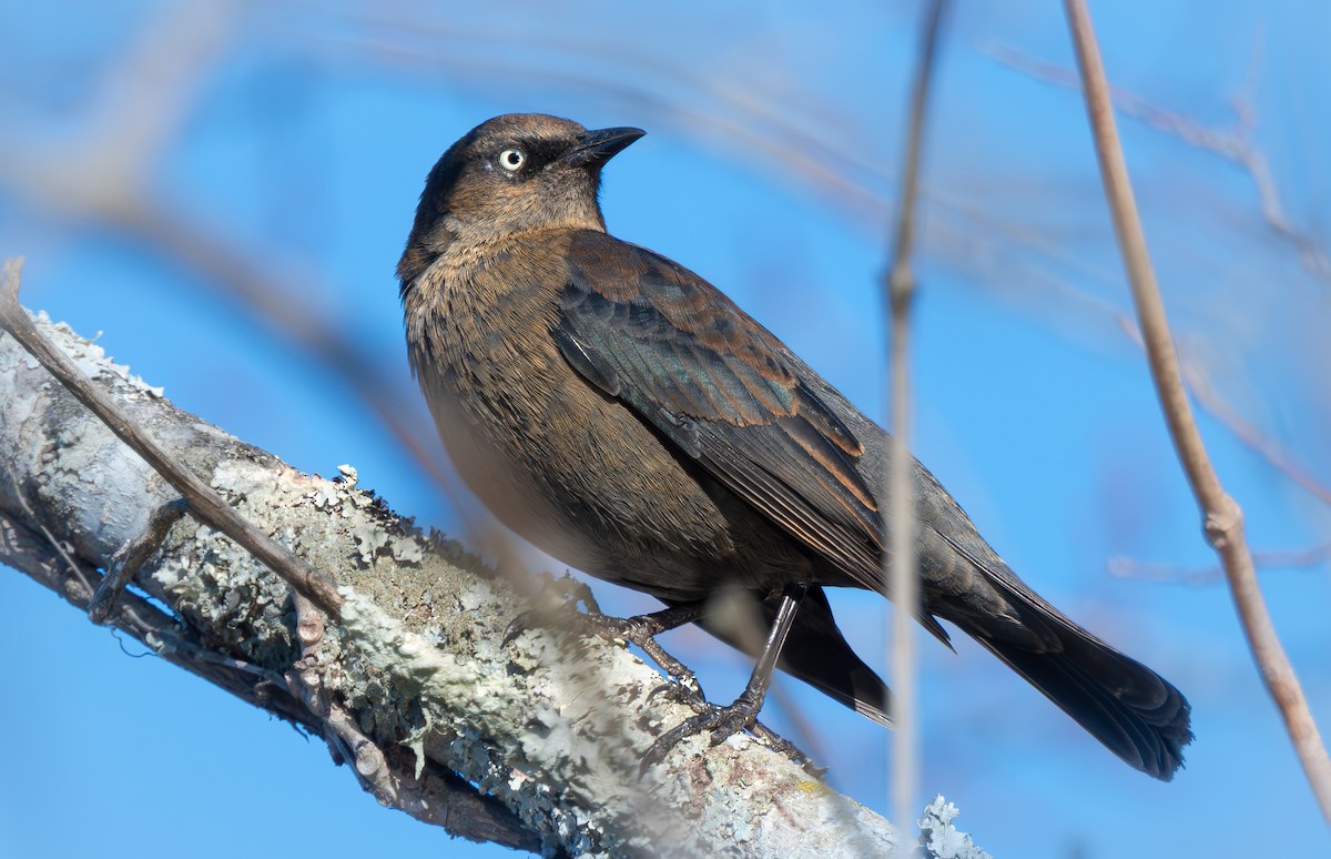 Rusty Blackbird - ML646957894