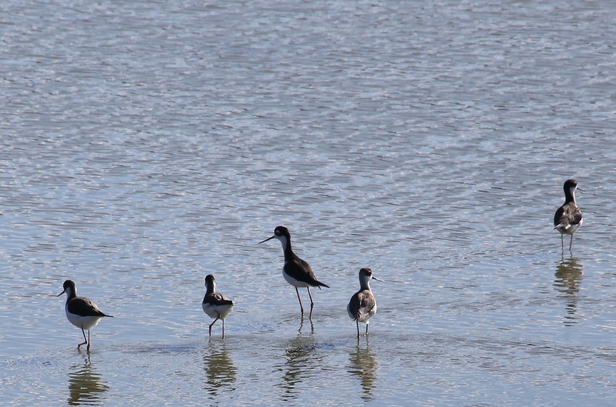 Échasse d'Amérique - ML646957895