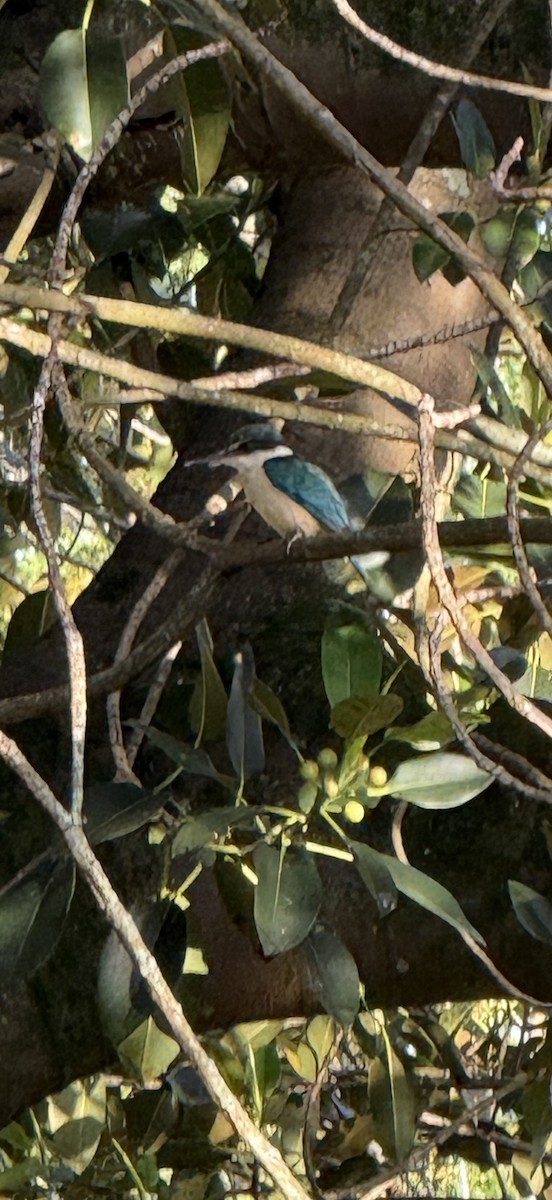 Sacred Kingfisher - ML646957896